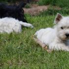 brother_and_sister_with bubak02.jpg